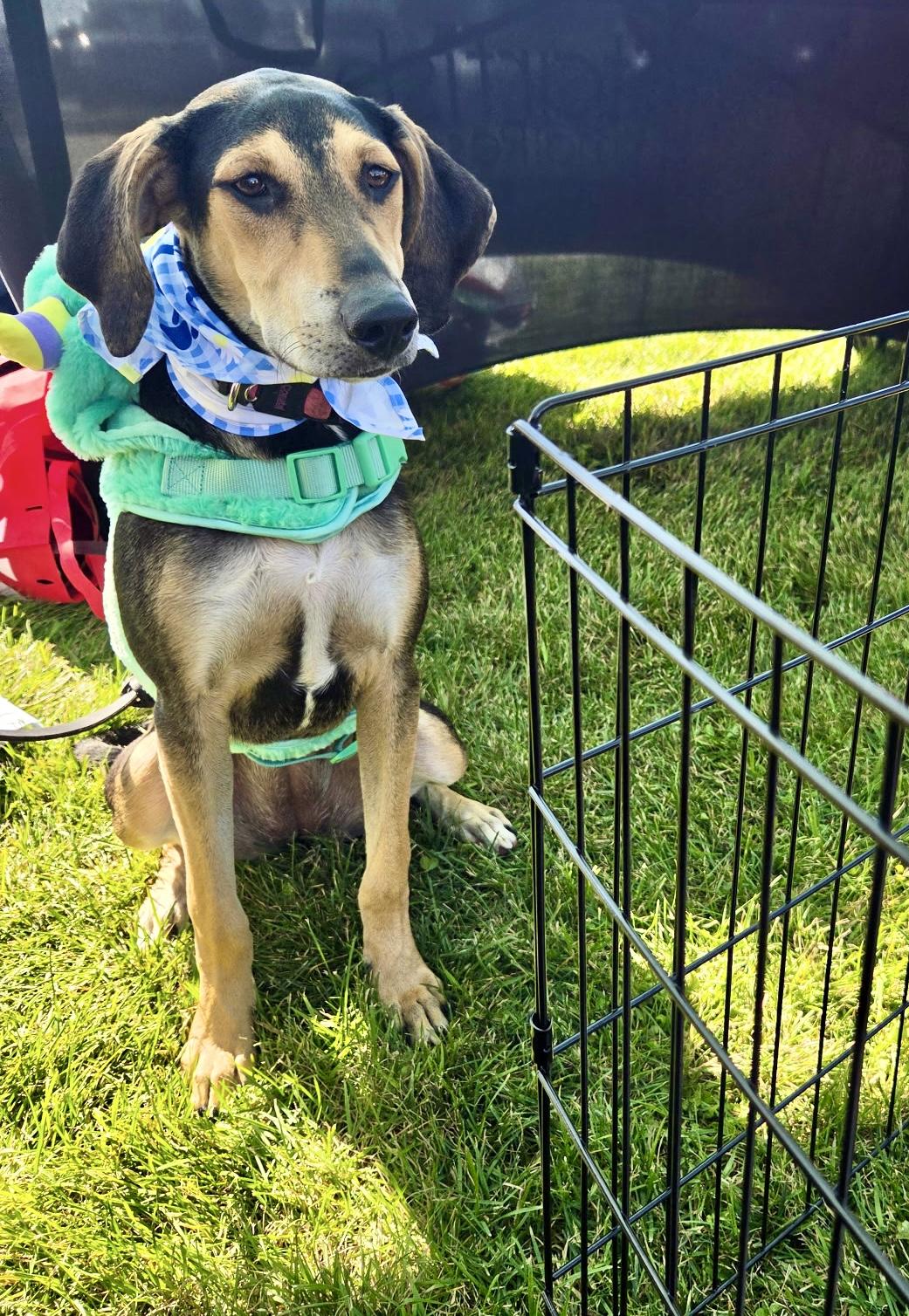 Enlarge Junie, a Adoptable mixed breed in Montgomery, IL image 3/6