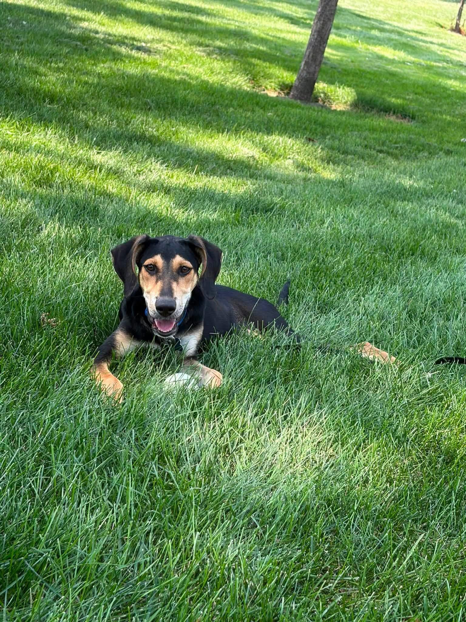 Enlarge Junie, a Adoptable mixed breed in Montgomery, IL image 5/6