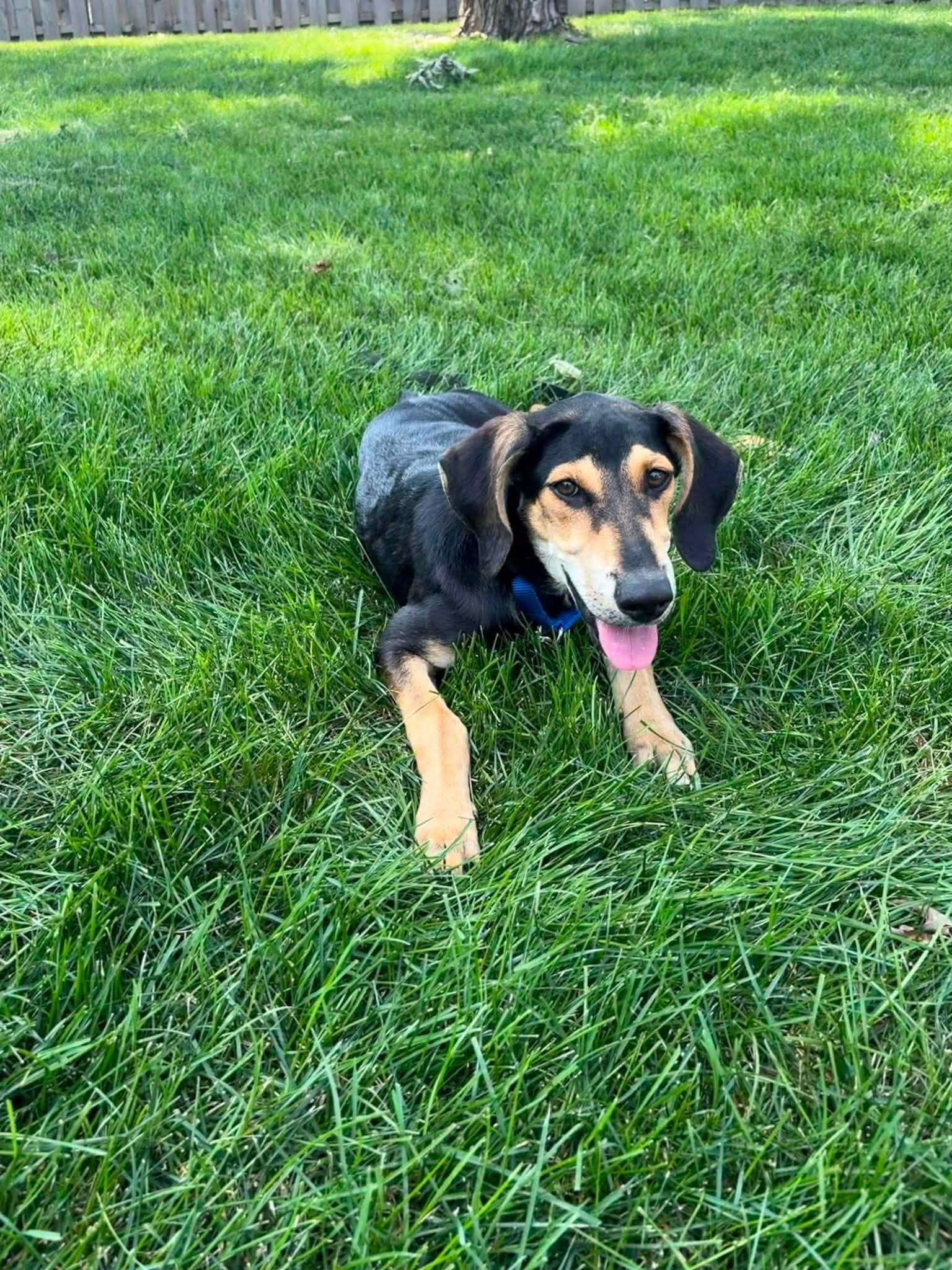 Enlarge Junie, a Adoptable mixed breed in Montgomery, IL image 6/6
