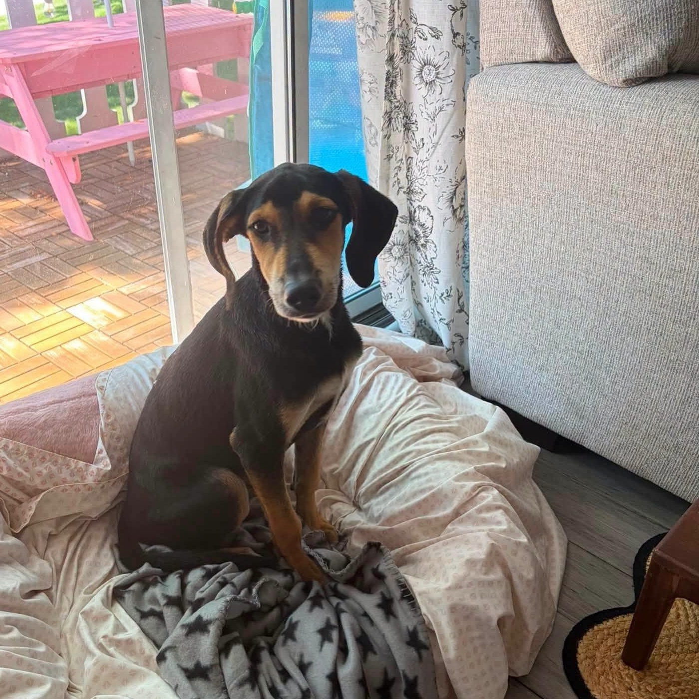 Enlarge Junie, a Adoptable mixed breed in Montgomery, IL image 4/6