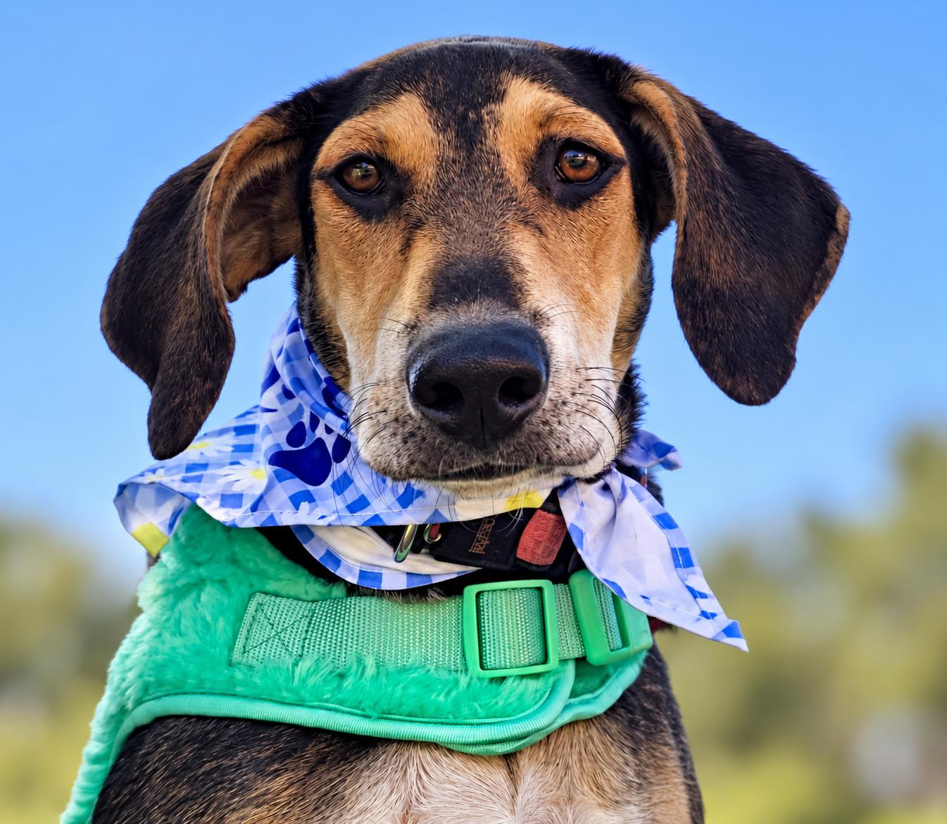 Enlarge Junie, a Adoptable mixed breed in Montgomery, IL image 2/6