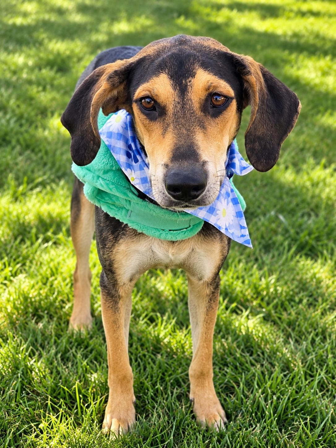 Junie, Adoptable, Young Female Hound.