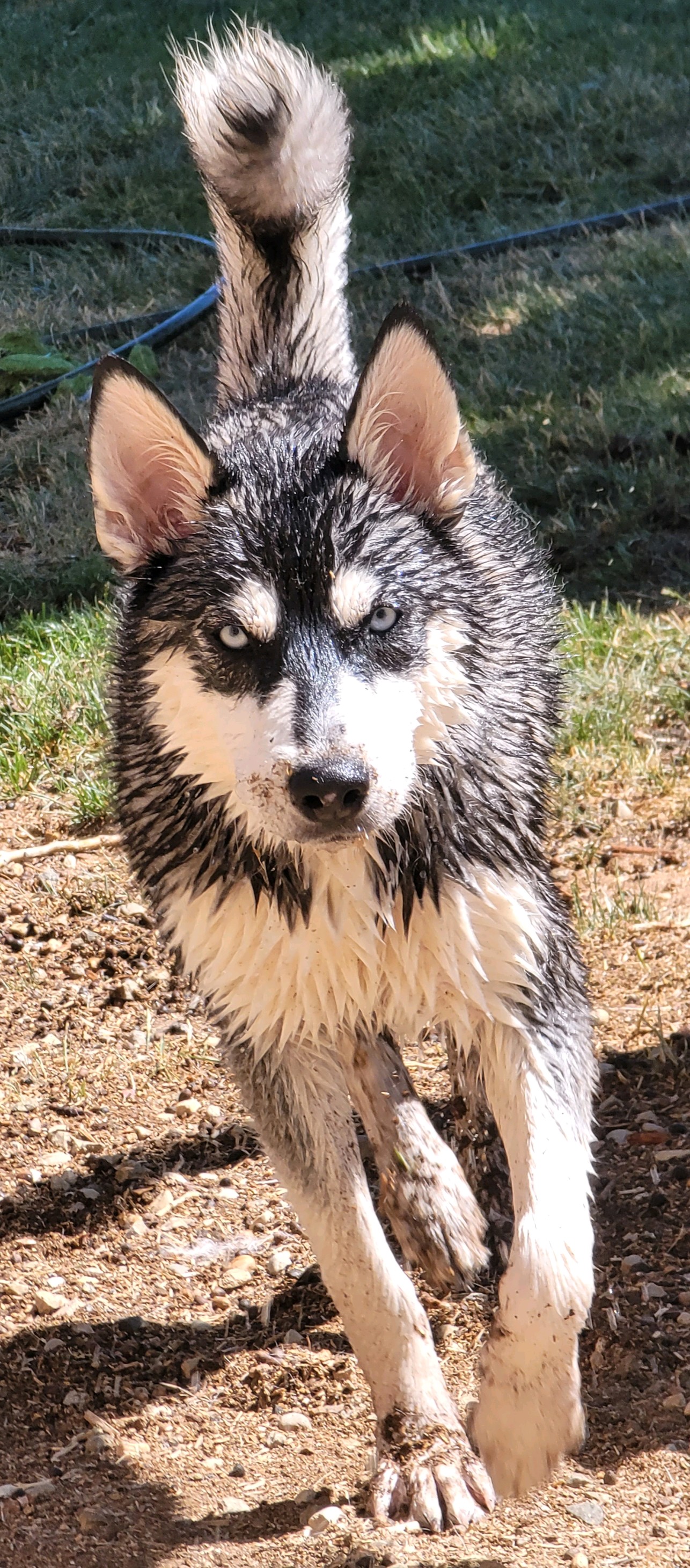 Leishka, Adopted, Puppy Female Siberian Husky.