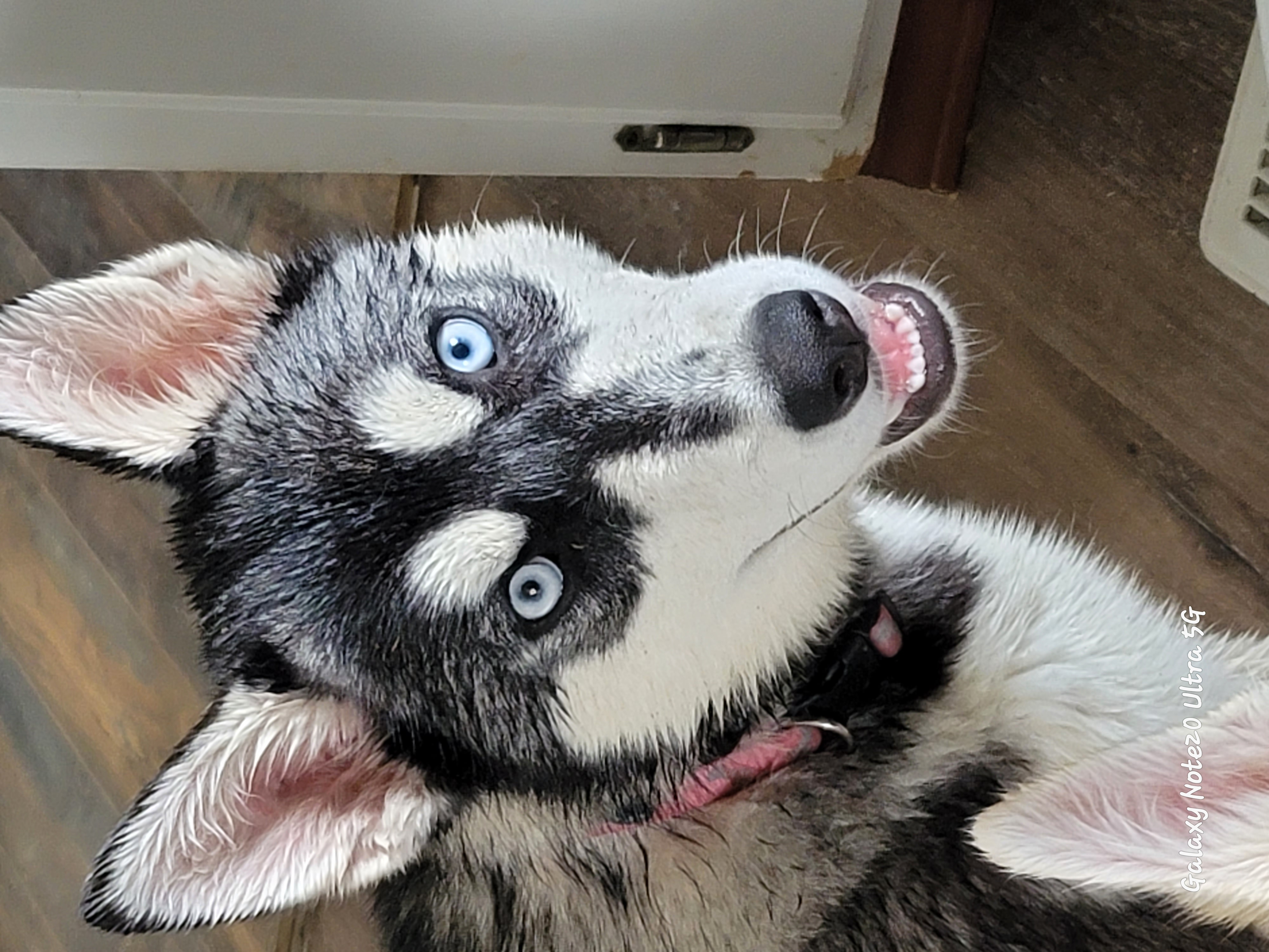 Leishka, a Adopted Siberian Husky in Boise, ID image 3/4