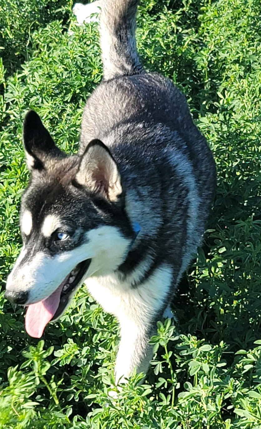 Leishka, a Adopted Siberian Husky in Boise, ID image 4/4