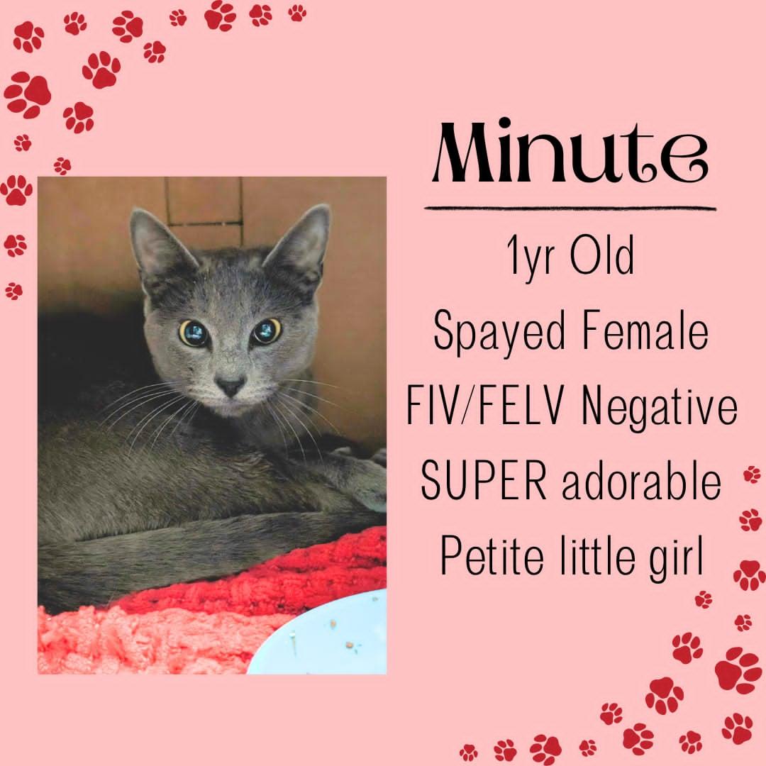 Enlarge Minute, an adoptable Domestic Short Hair in Junction City, KS image 1/1