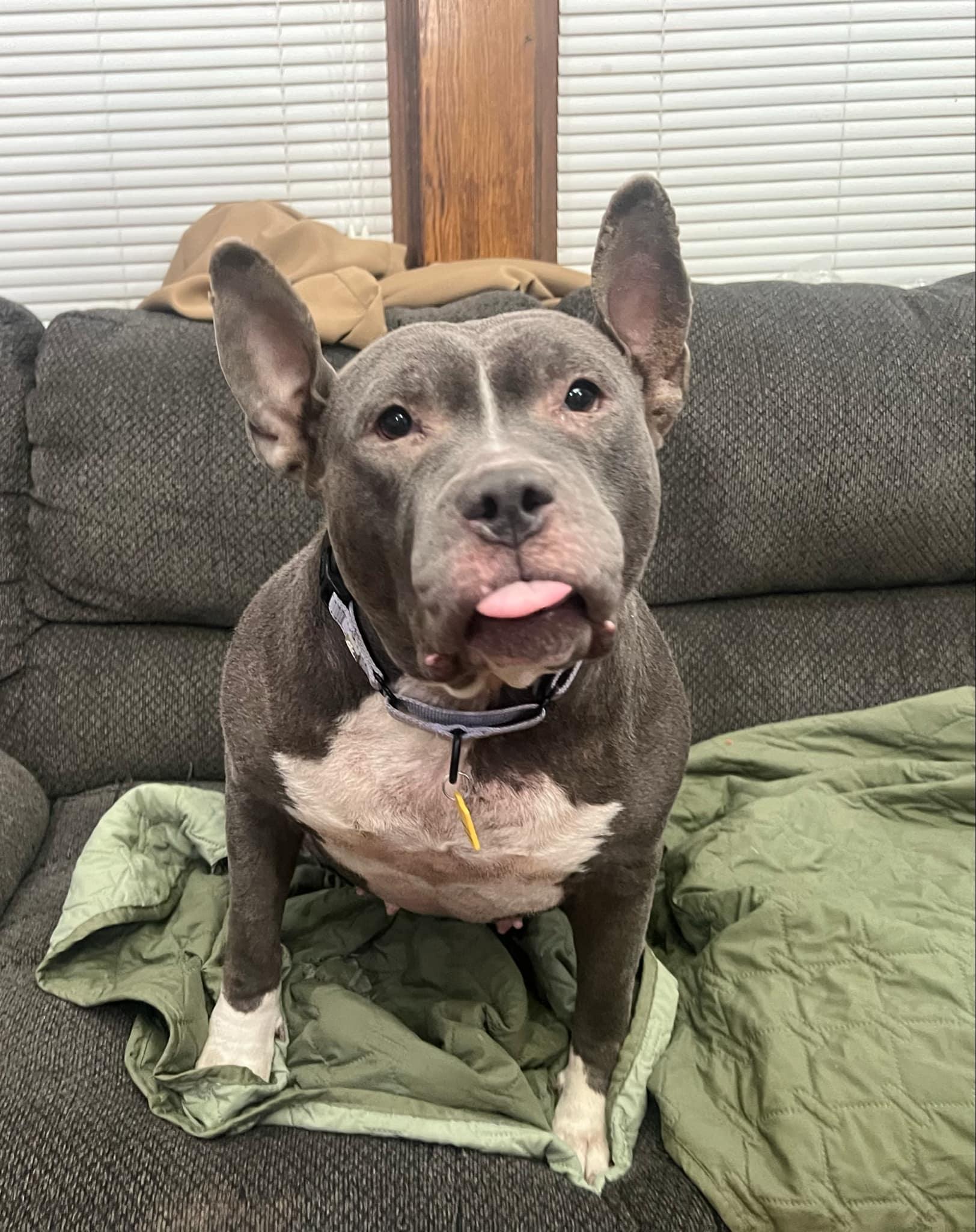 Dorothy, a Adoptable mixed breed in Wadsworth, OH image 1/4