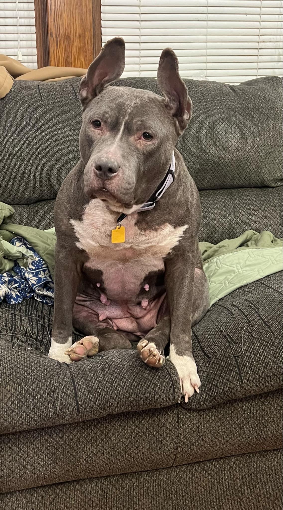 Dorothy, Adoptable, Adult Female Bulldog & Pit Bull Terrier.