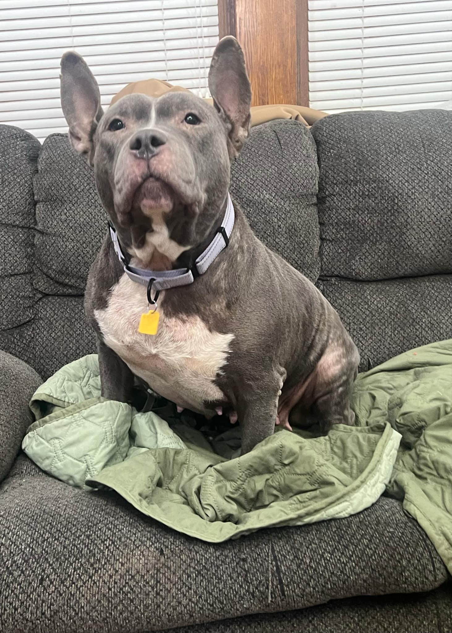 Dorothy, a Adoptable mixed breed in Wadsworth, OH image 3/4