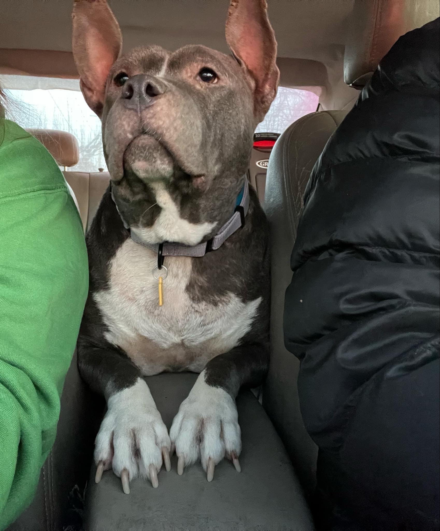 Dorothy, Adoptable, Adult Female Bulldog & Pit Bull Terrier.
