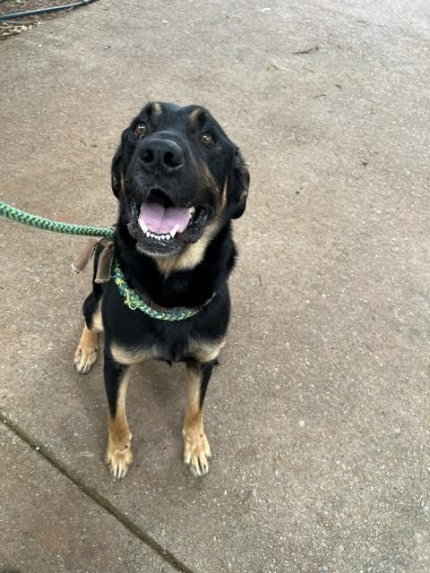 Radar, a ADOPTABLE mixed breed in Cumming, GA image 4/6