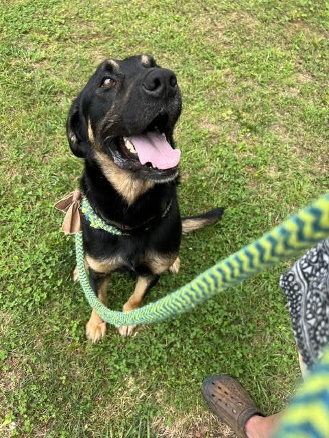 Radar, a ADOPTABLE mixed breed in Cumming, GA image 6/6