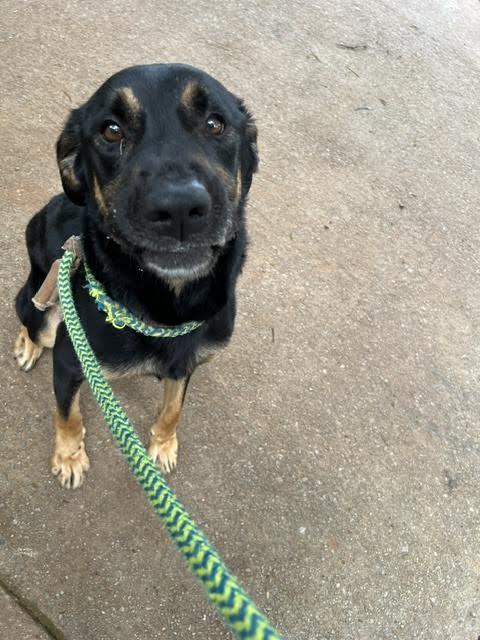 Radar, a ADOPTABLE mixed breed in Cumming, GA image 5/6