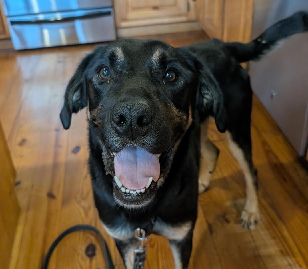 Enlarge Radar, an adopted mixed breed in Cumming, GA image 1/5