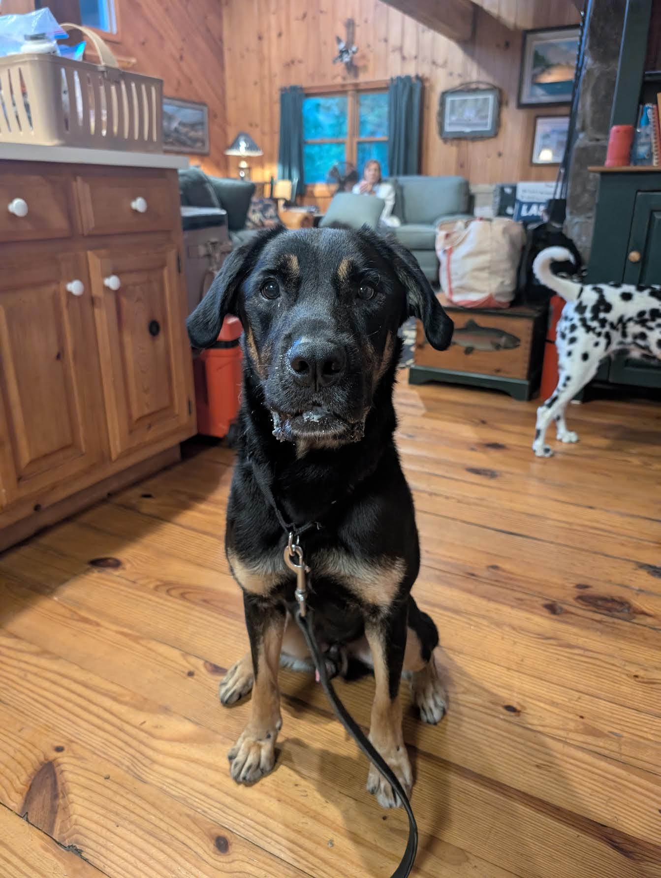 Enlarge Radar, an adopted mixed breed in Cumming, GA image 3/5