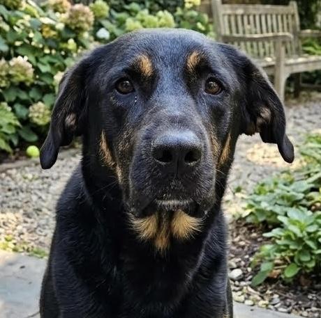 Radar, ADOPTABLE, Young Male Shepherd.
