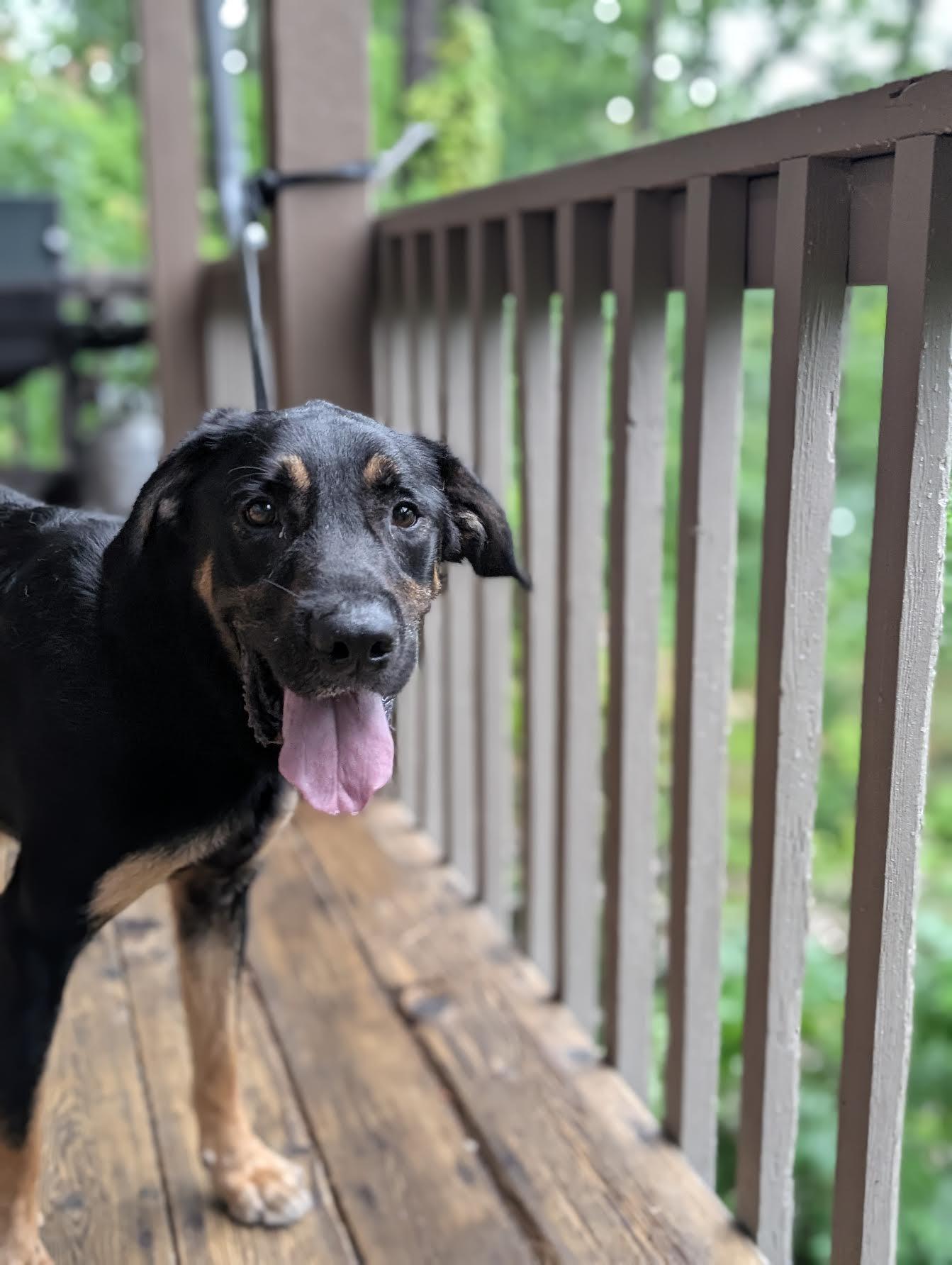 Enlarge Radar, an adopted mixed breed in Cumming, GA image 2/5
