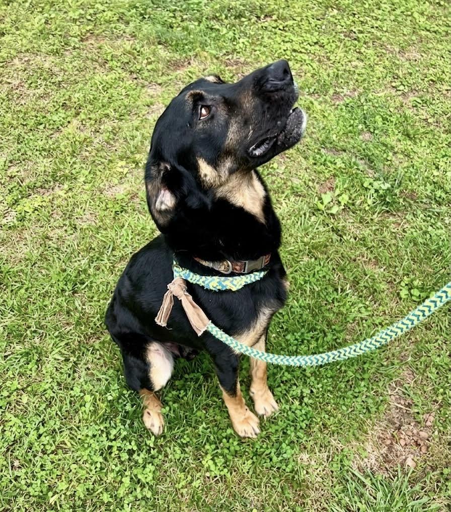 Radar, a ADOPTABLE mixed breed in Cumming, GA image 3/6