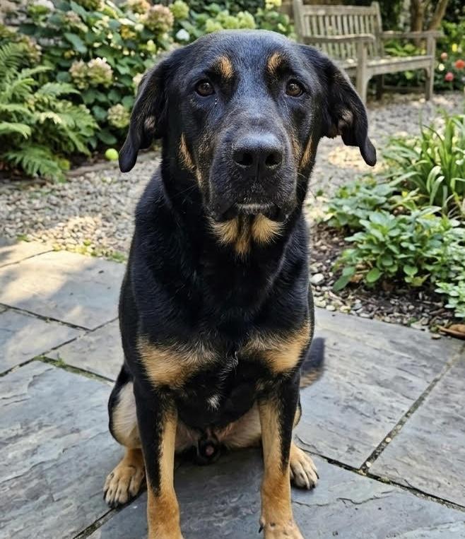 Radar, a ADOPTABLE mixed breed in Cumming, GA image 2/6