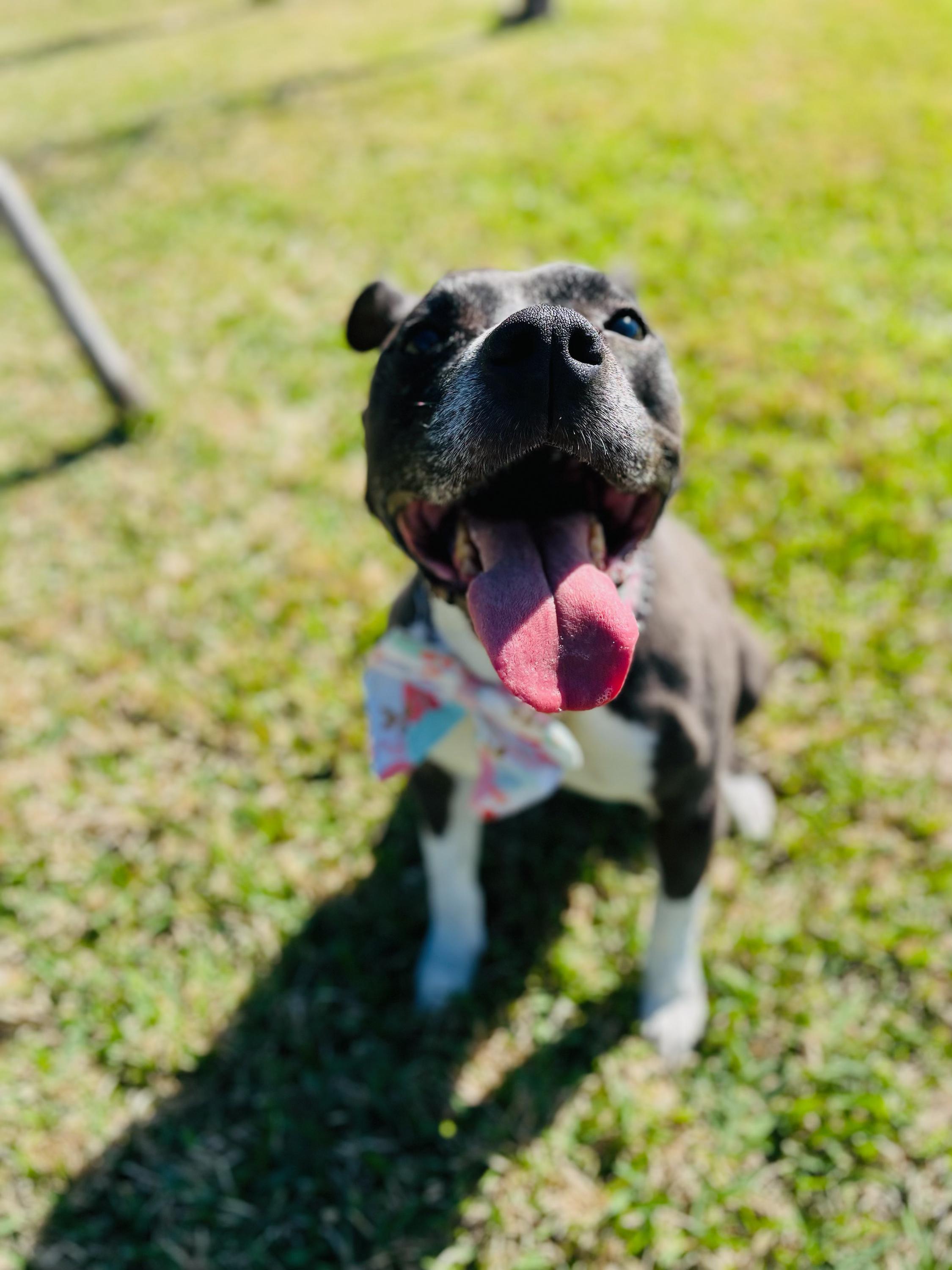 Enlarge Mia, a ADOPTABLE mixed breed in Commerce City, CO image 6/6
