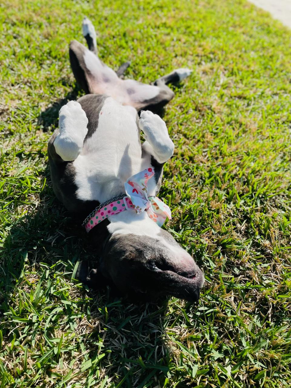 Enlarge Mia, a ADOPTABLE mixed breed in Commerce City, CO image 5/6