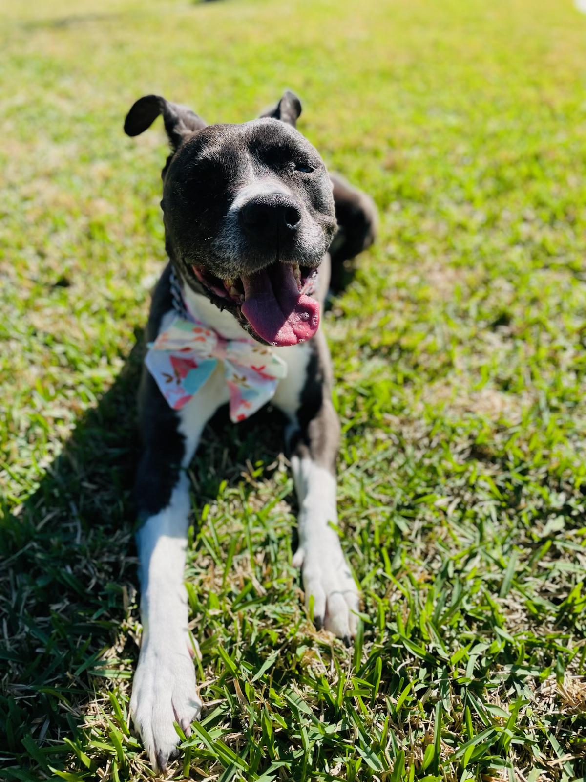 Enlarge Mia, a ADOPTABLE mixed breed in Commerce City, CO image 2/6