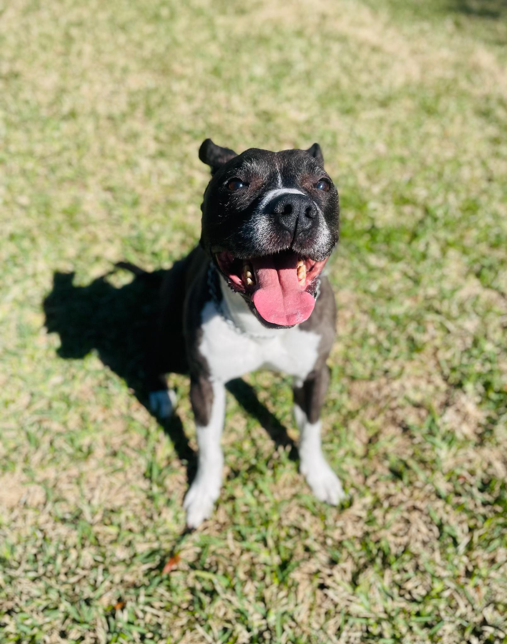Enlarge Mia, a ADOPTABLE mixed breed in Commerce City, CO image 3/6