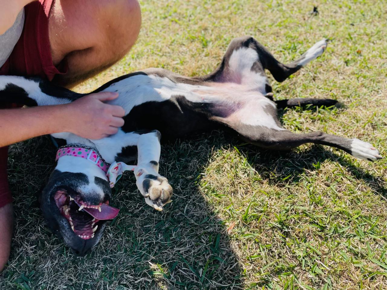 Enlarge Mia, a ADOPTABLE mixed breed in Commerce City, CO image 4/6