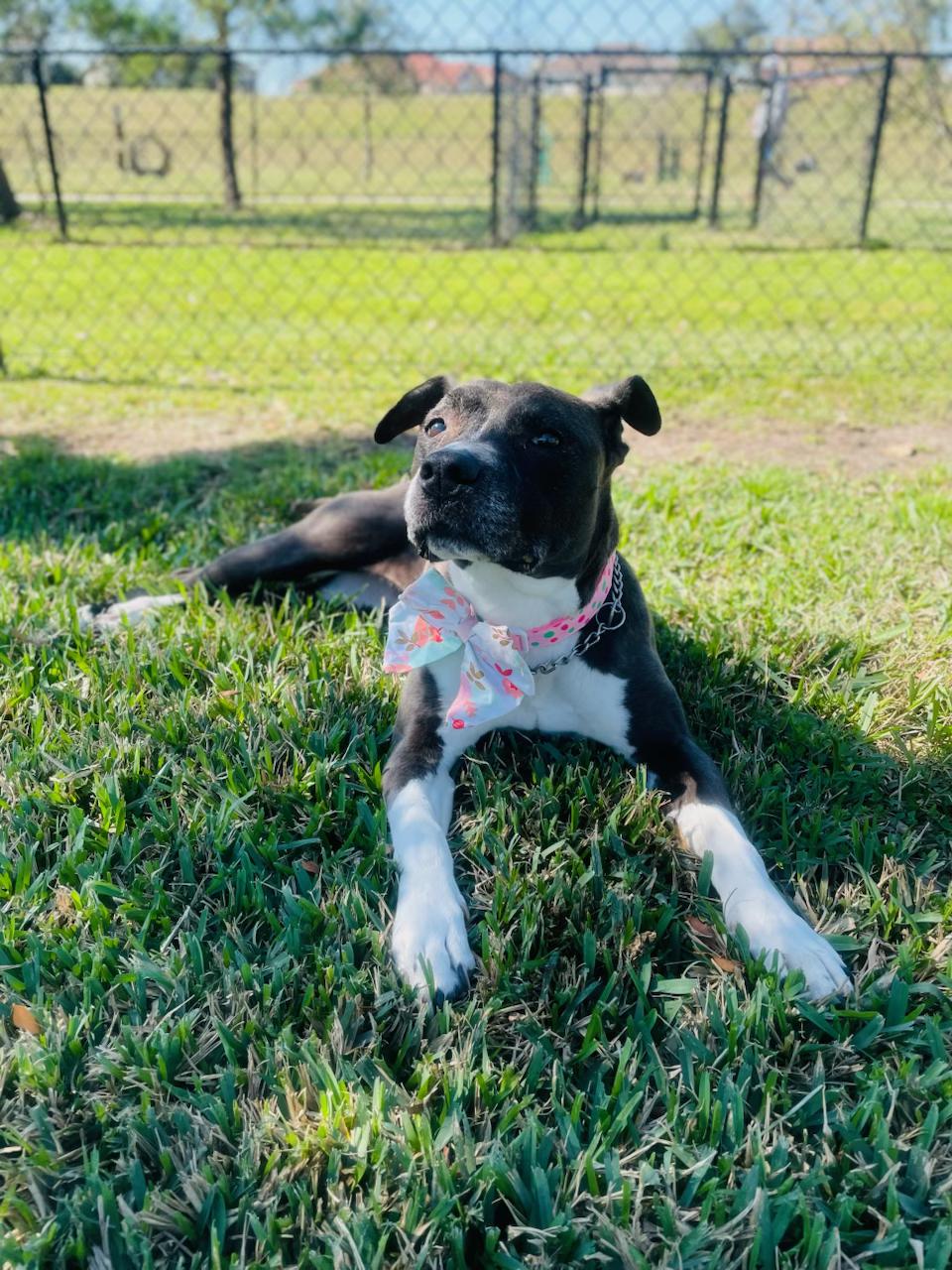 Mia, ADOPTABLE, Senior Female Labrador Retriever.