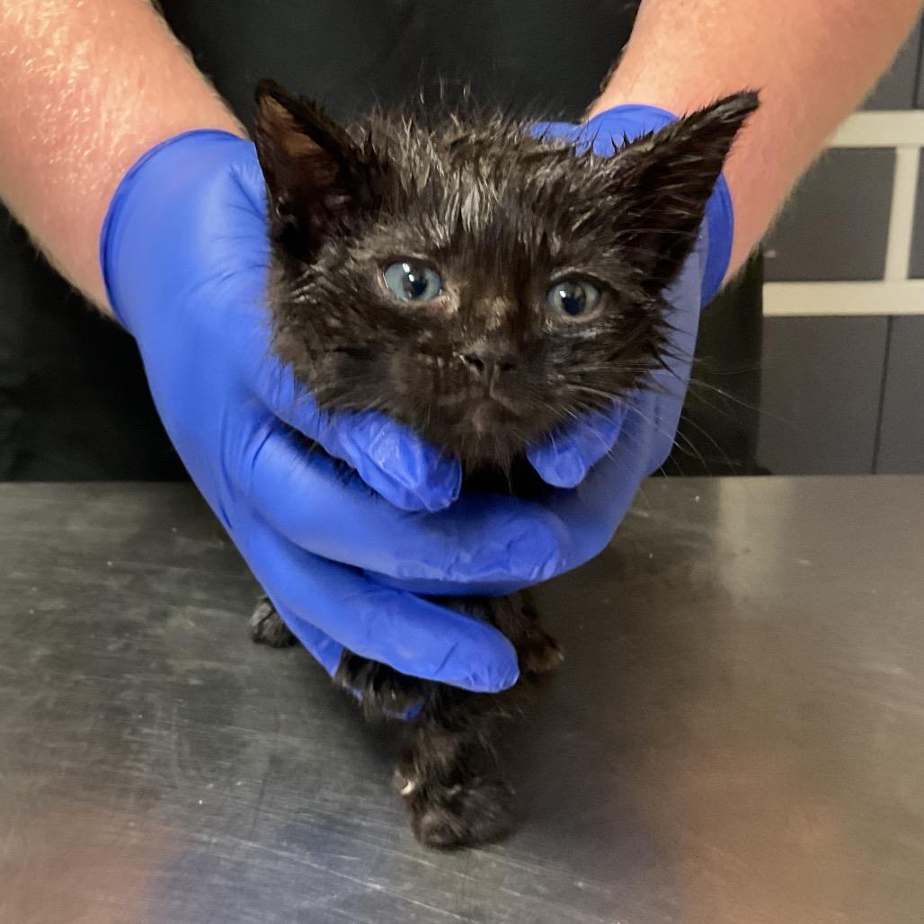 Enlarge Leo, a Adoptable Domestic Short Hair in Monroe, LA image 1/2