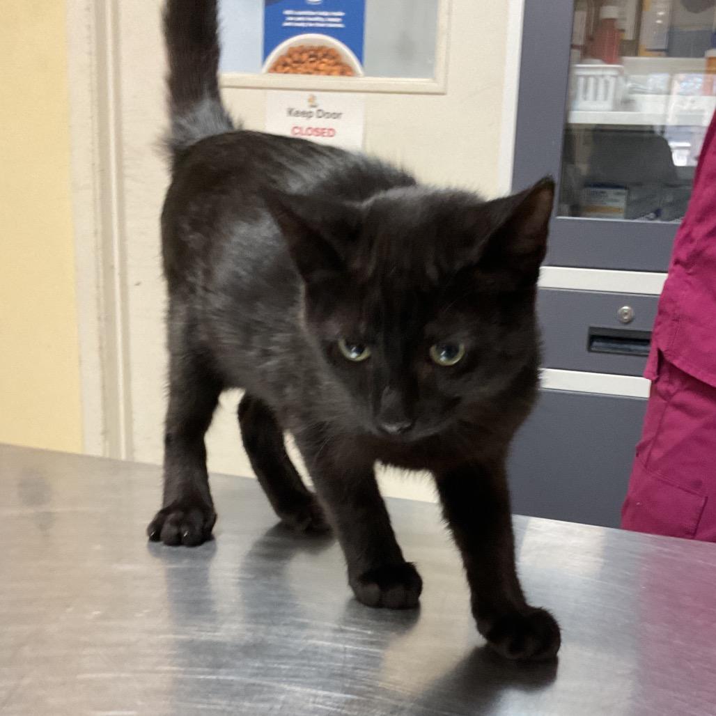 Enlarge Leo, a Adoptable Domestic Short Hair in Monroe, LA image 2/2