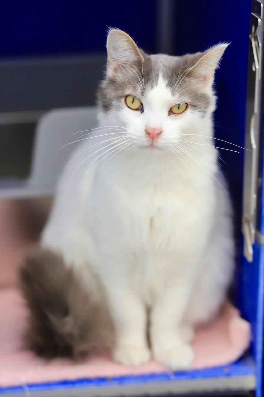 Ming, Adoptable, Adult Male Domestic Medium Hair.