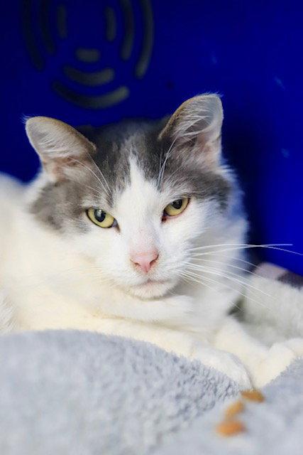 Enlarge Ming, a Adoptable Domestic Medium Hair in Webster, WI image 2/3