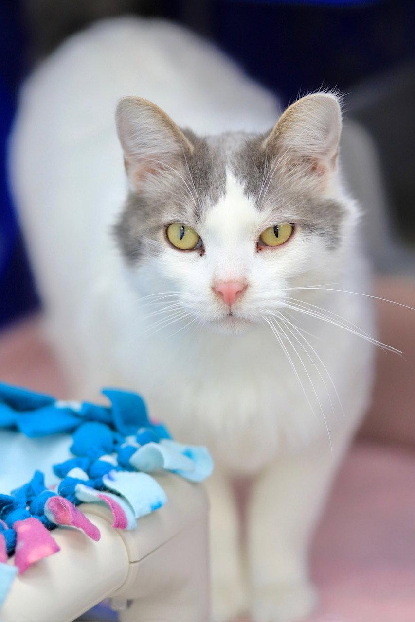 Enlarge Ming, a Adoptable Domestic Medium Hair in Webster, WI image 3/3