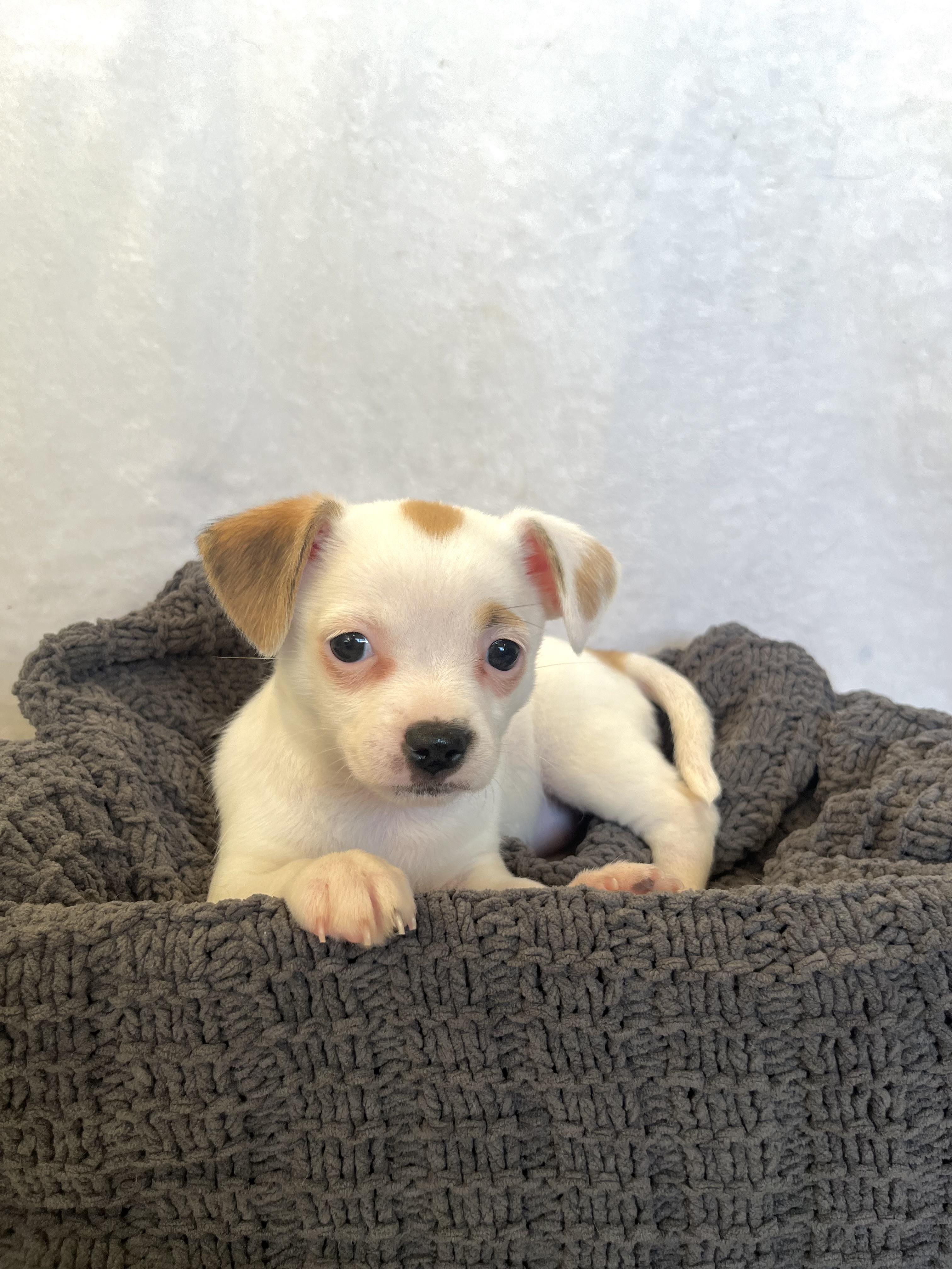 Enlarge Lola , an adopted mixed breed in Bonney Lake, WA image 6/6