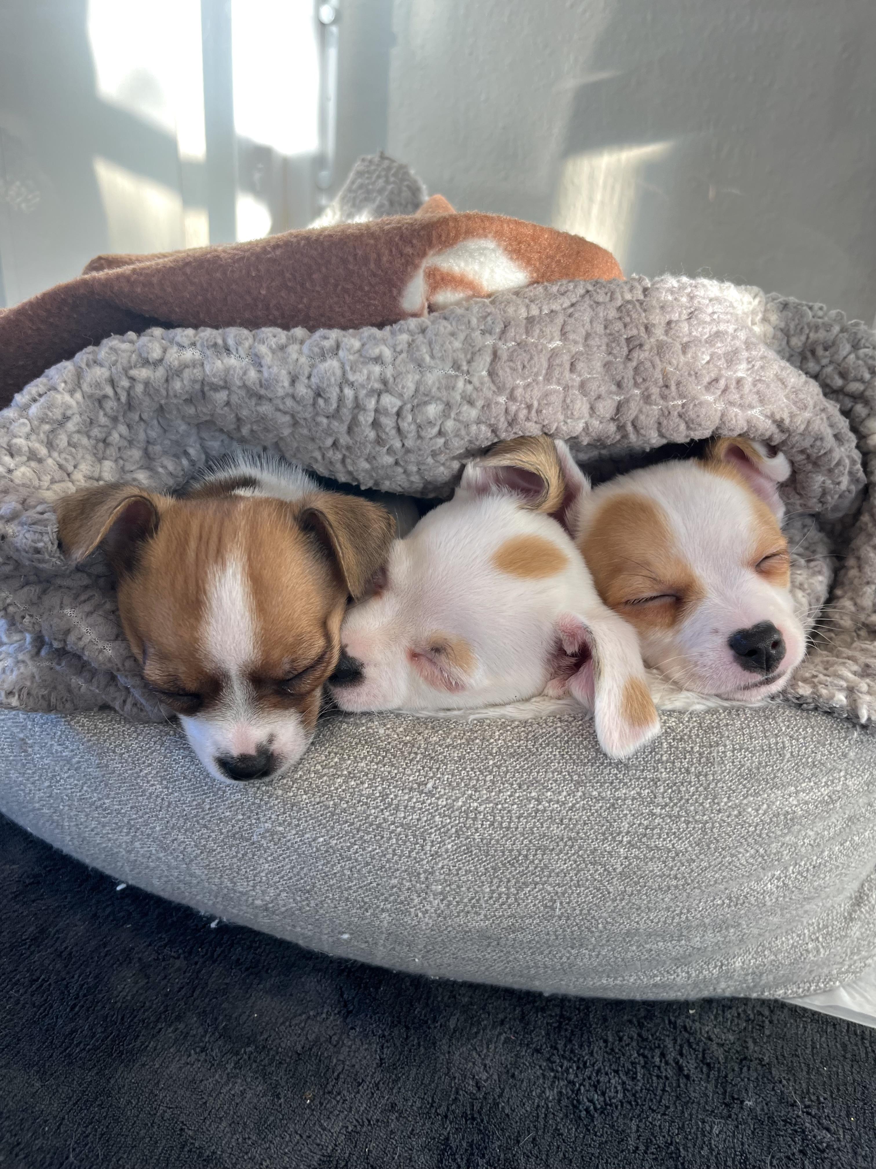 Enlarge Lola , an adopted mixed breed in Bonney Lake, WA image 5/6