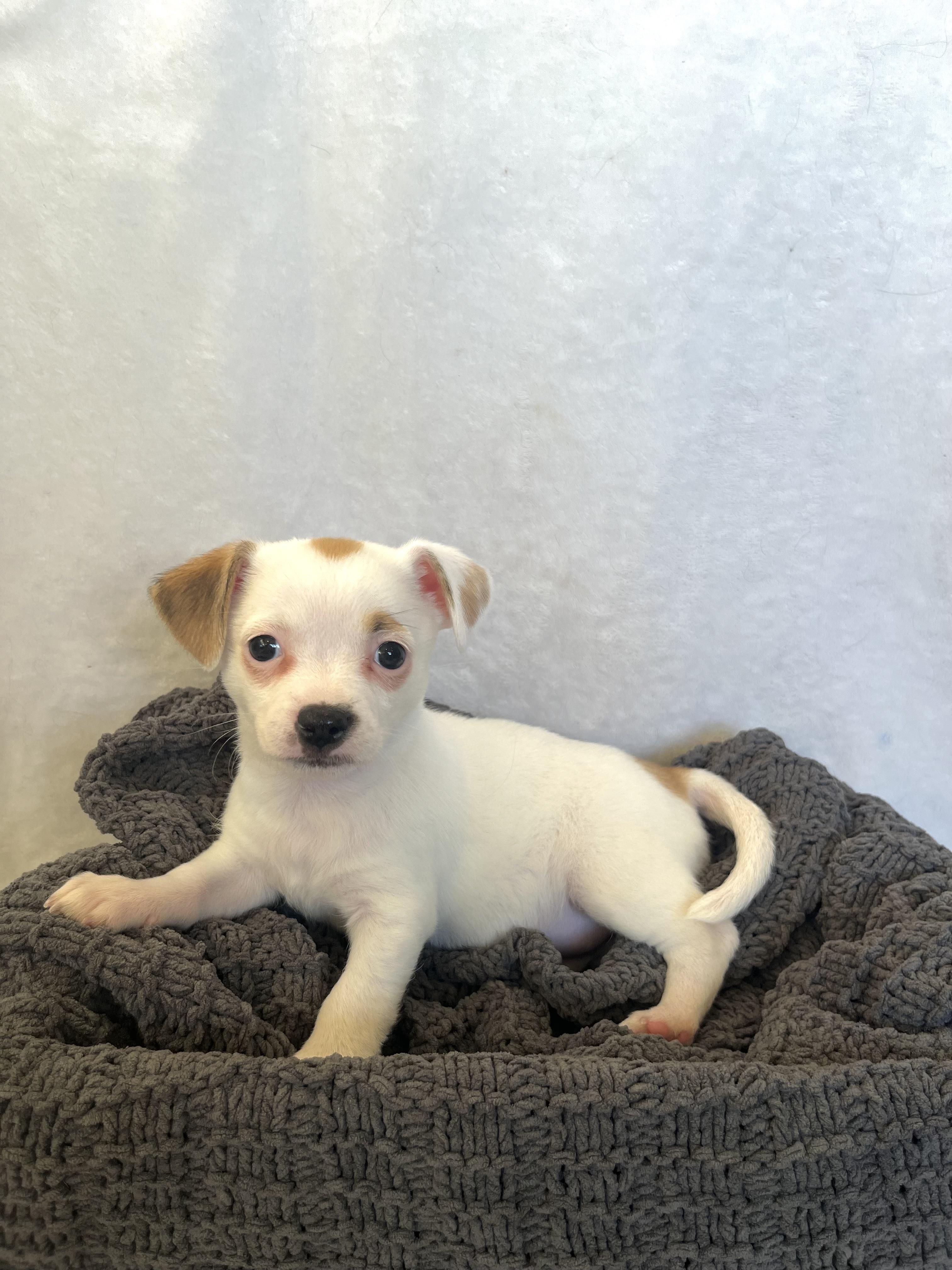 Lola , adopted, Puppy Female Chihuahua & Pug.