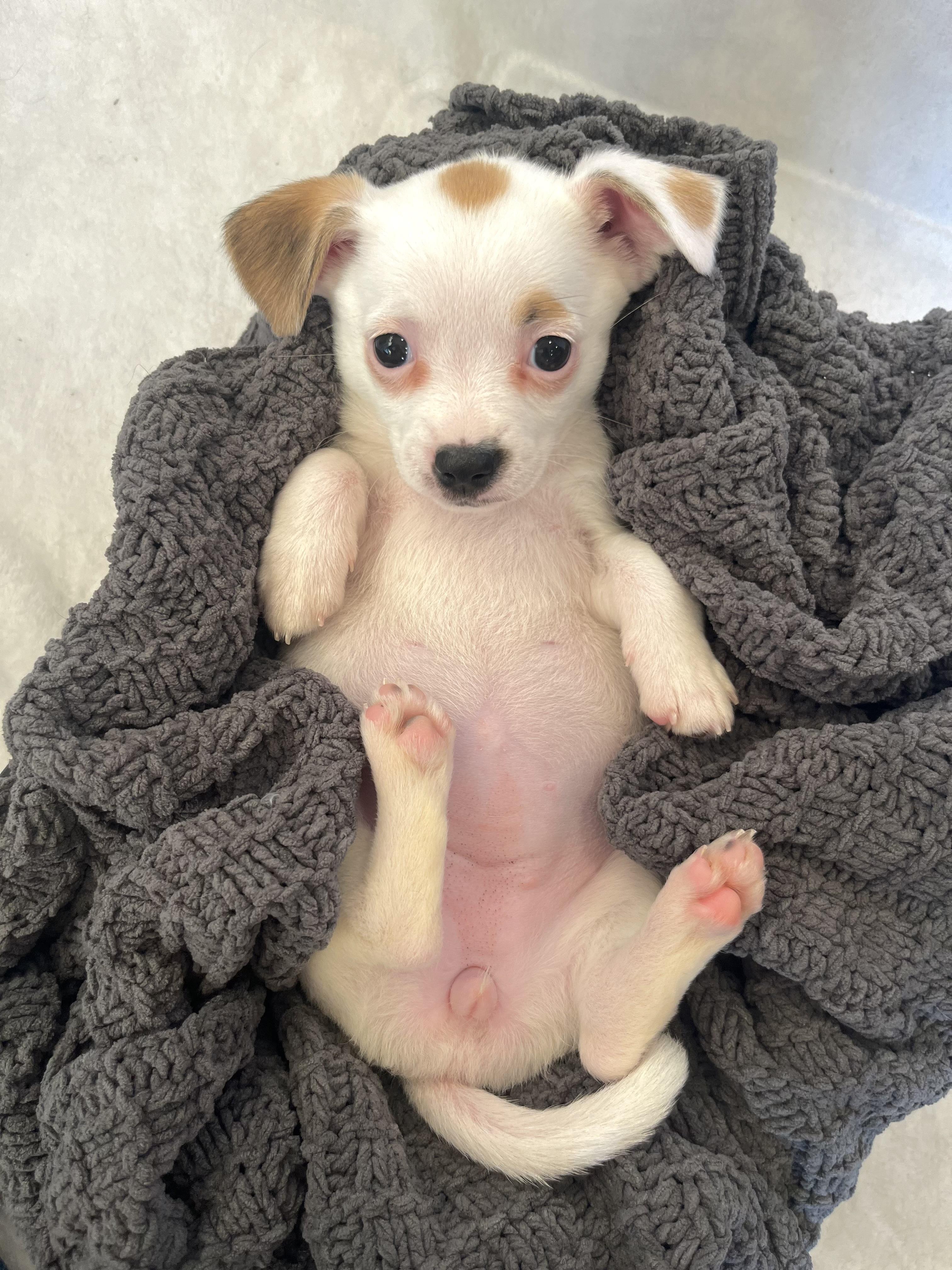 Enlarge Lola , an adopted mixed breed in Bonney Lake, WA image 2/6