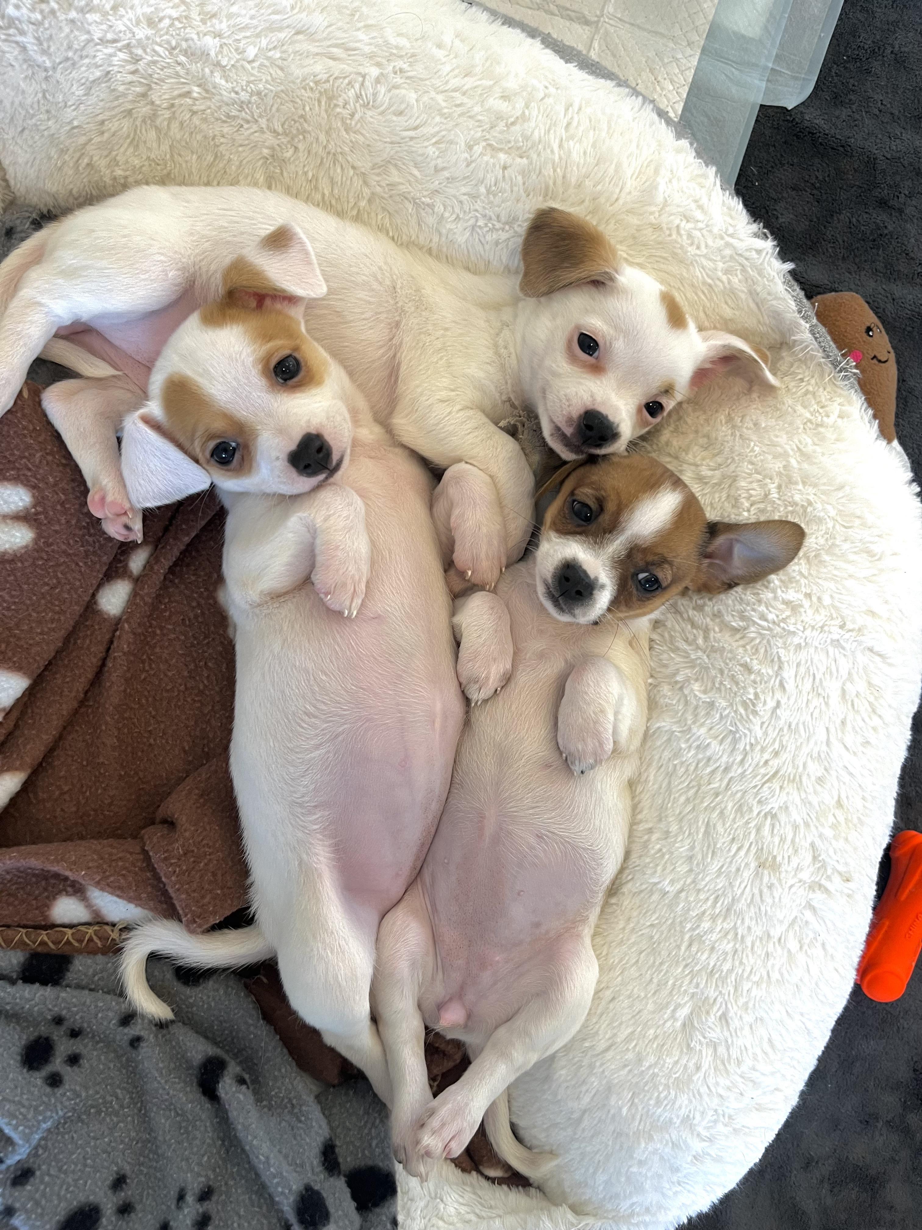 Enlarge Lola , an adopted mixed breed in Bonney Lake, WA image 3/6