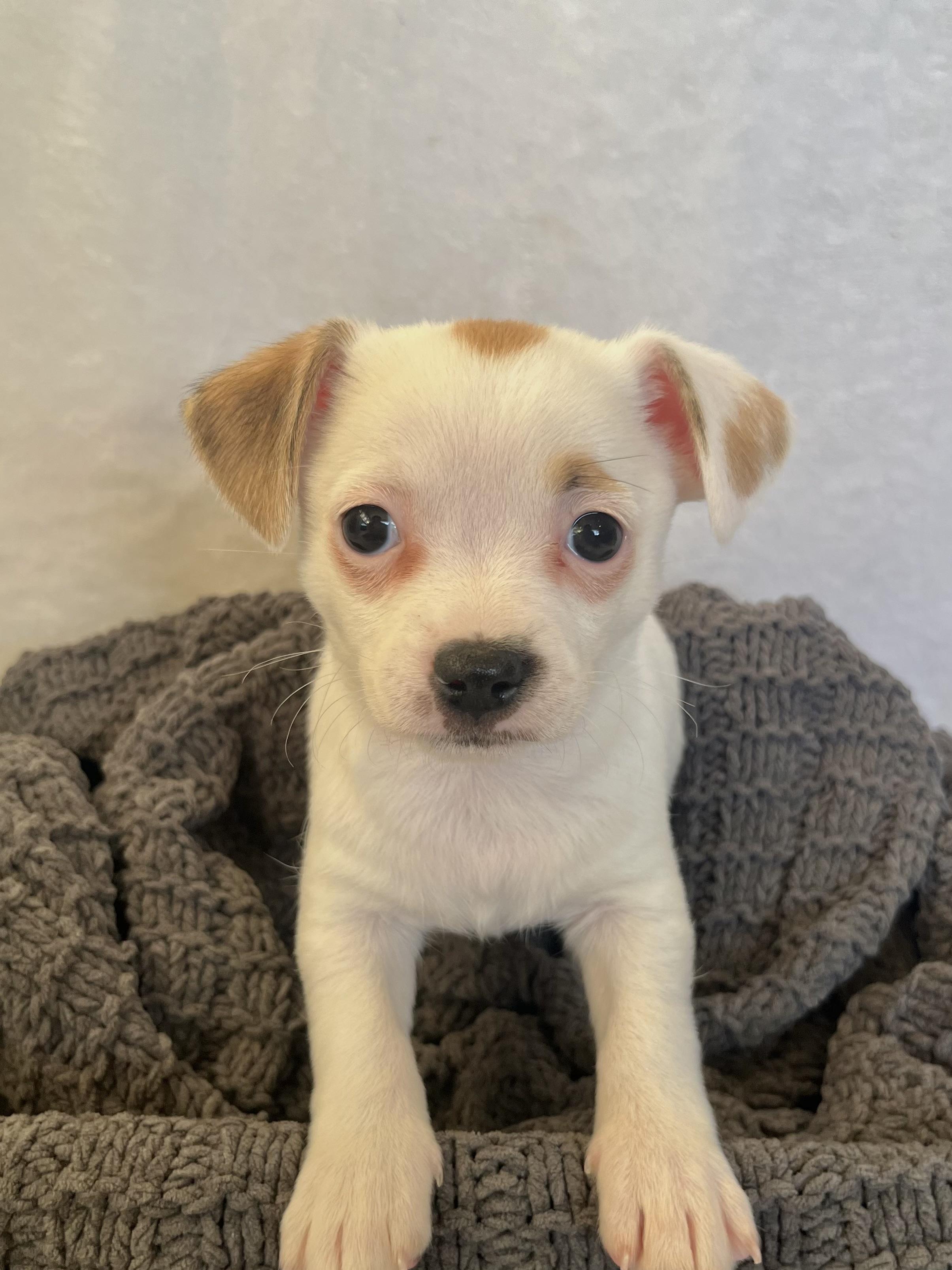 Enlarge Lola , an adopted mixed breed in Bonney Lake, WA image 4/6