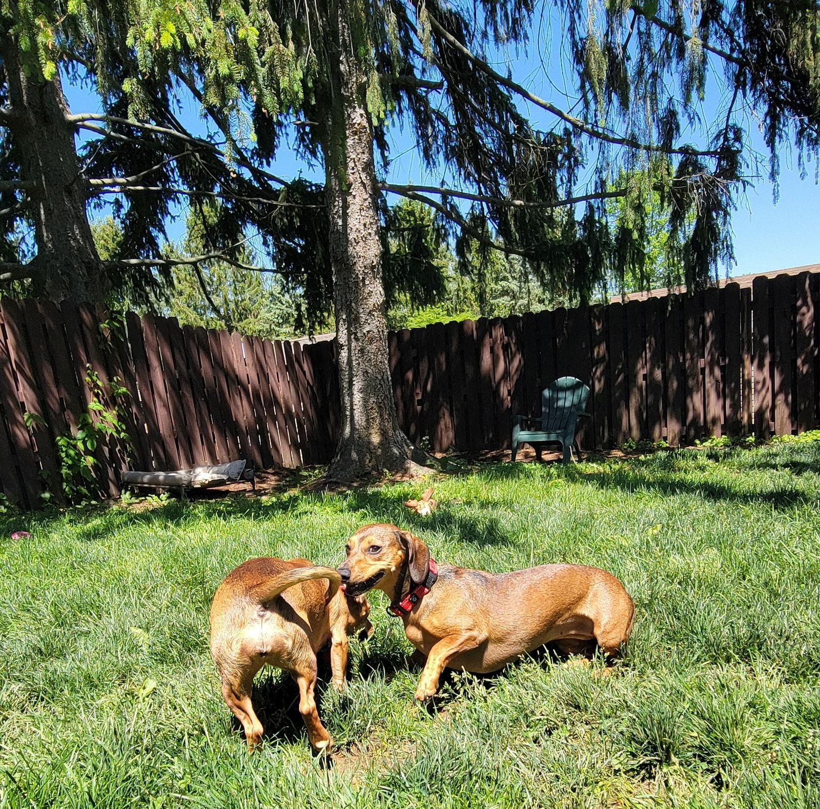 Rose, Adopted, Young Female Dachshund & Miniature Pinscher.