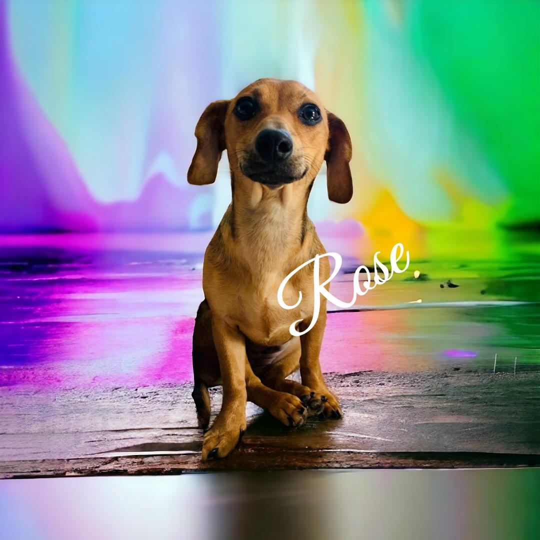 Enlarge Rose, a Adopted mixed breed in Elizabethtown, PA image 2/3