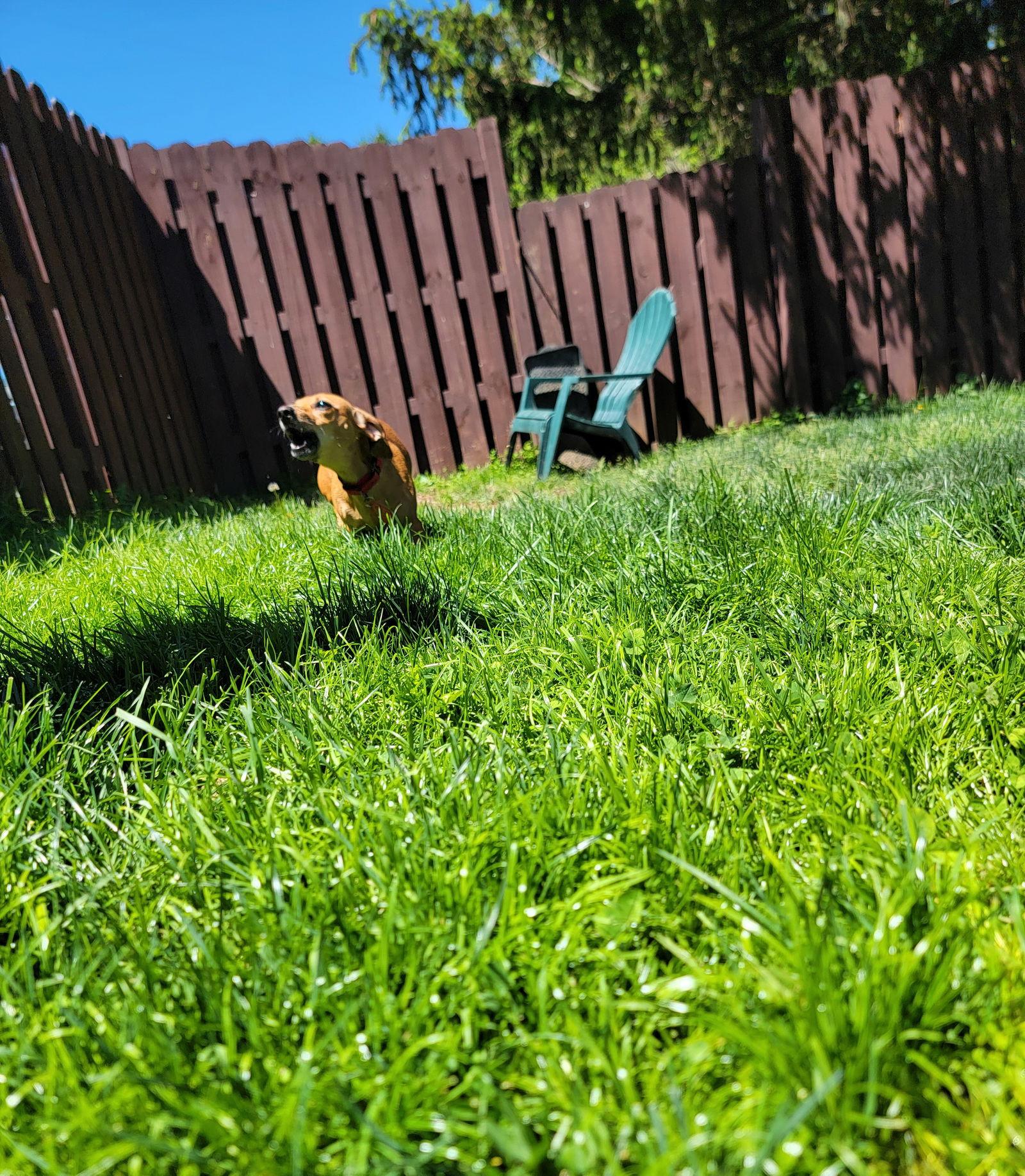 Enlarge Rose, a Adopted mixed breed in Elizabethtown, PA image 3/3