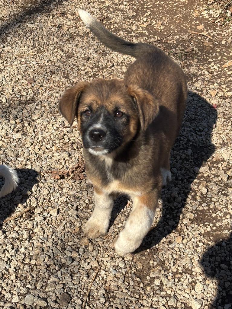 Enlarge Karlee, a Adoptable Mixed Breed in Batesville, AR image 1/1