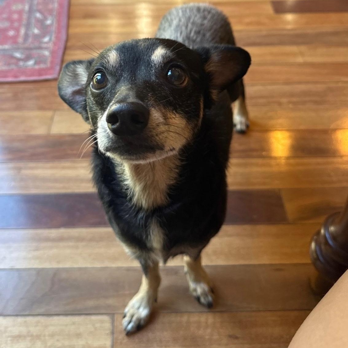 Enlarge Green, a Adoptable mixed breed in Lake Worth, FL image 2/5