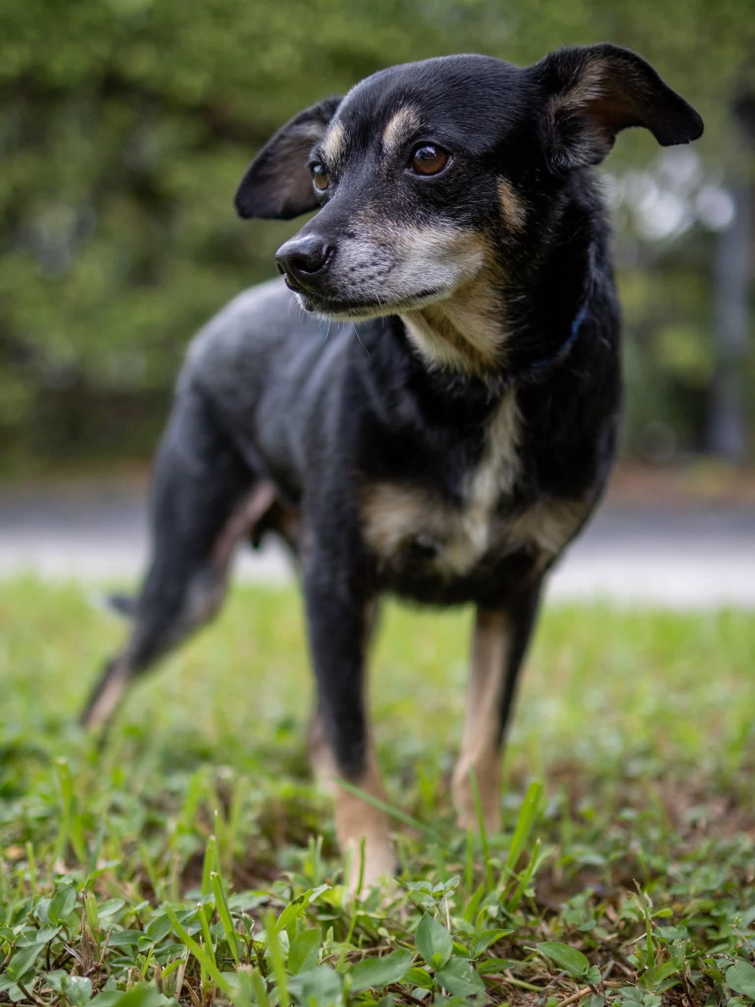 Enlarge Green, a Adoptable mixed breed in Lake Worth, FL image 4/5