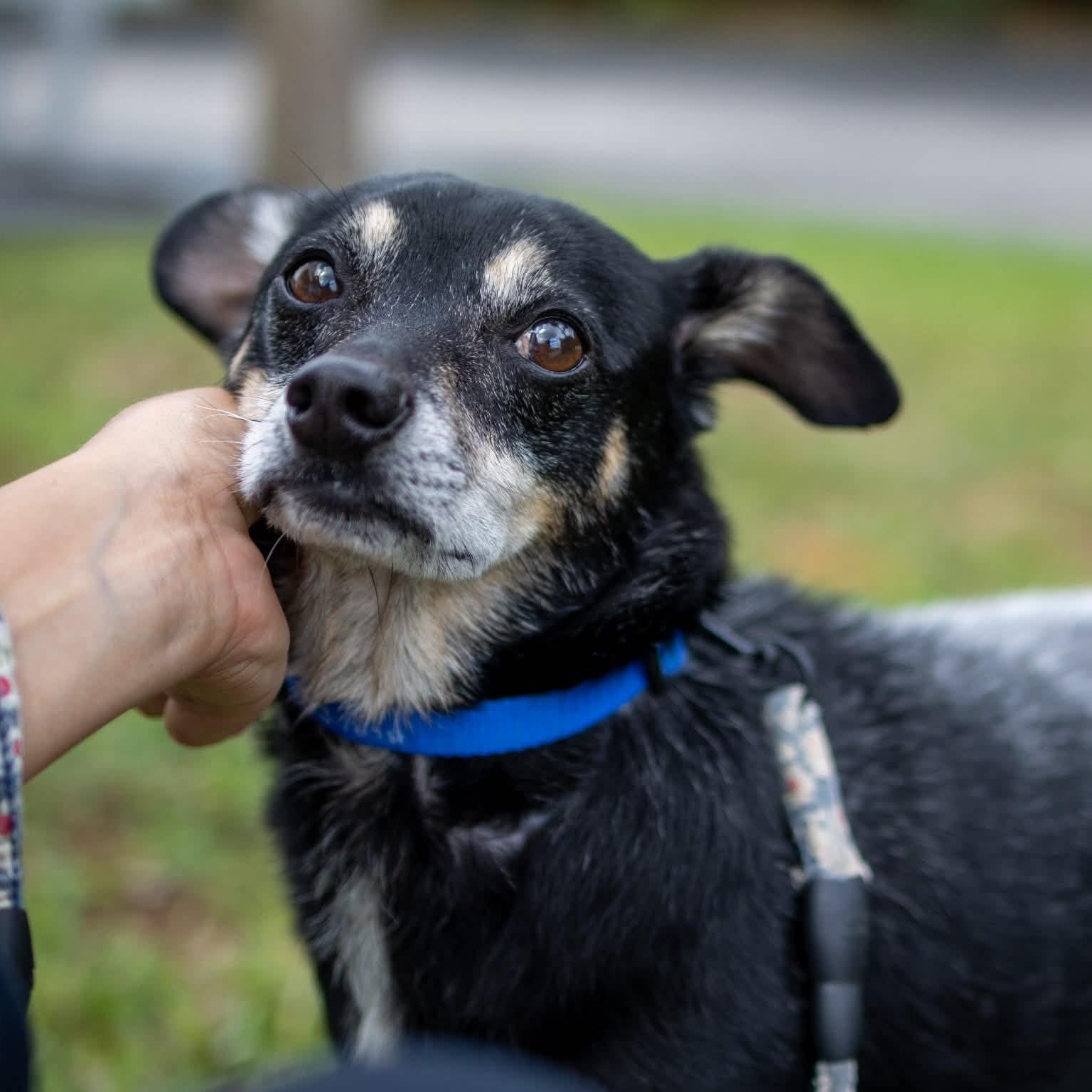 Enlarge Green, a Adoptable mixed breed in Lake Worth, FL image 1/5