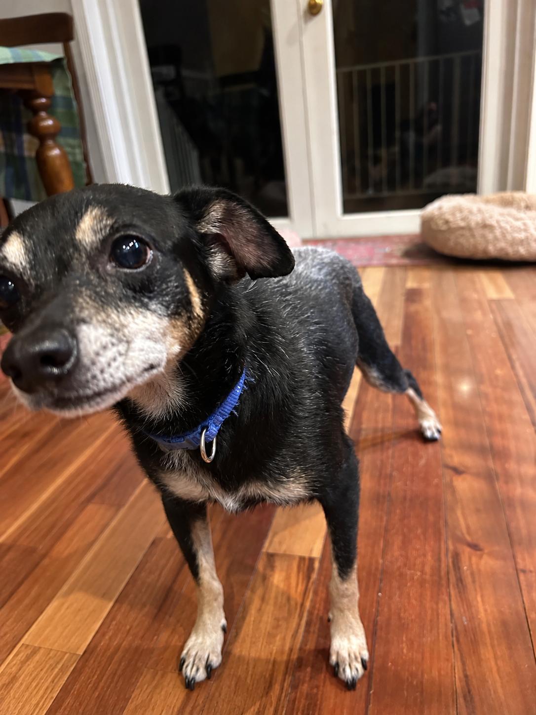Enlarge Green, a Adoptable mixed breed in Lake Worth, FL image 3/5