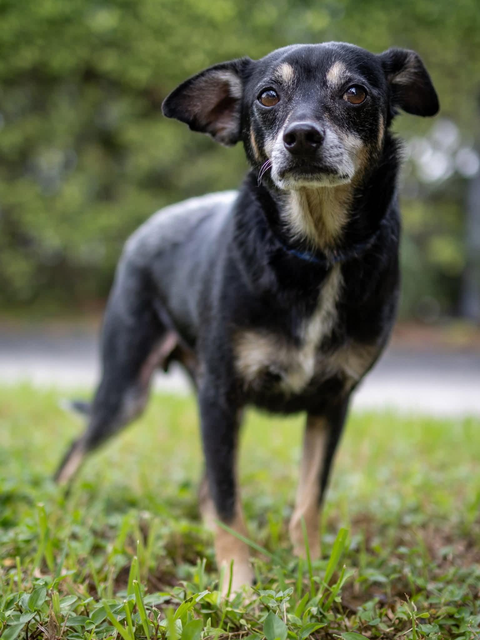 Enlarge Green, a Adoptable mixed breed in Lake Worth, FL image 5/5