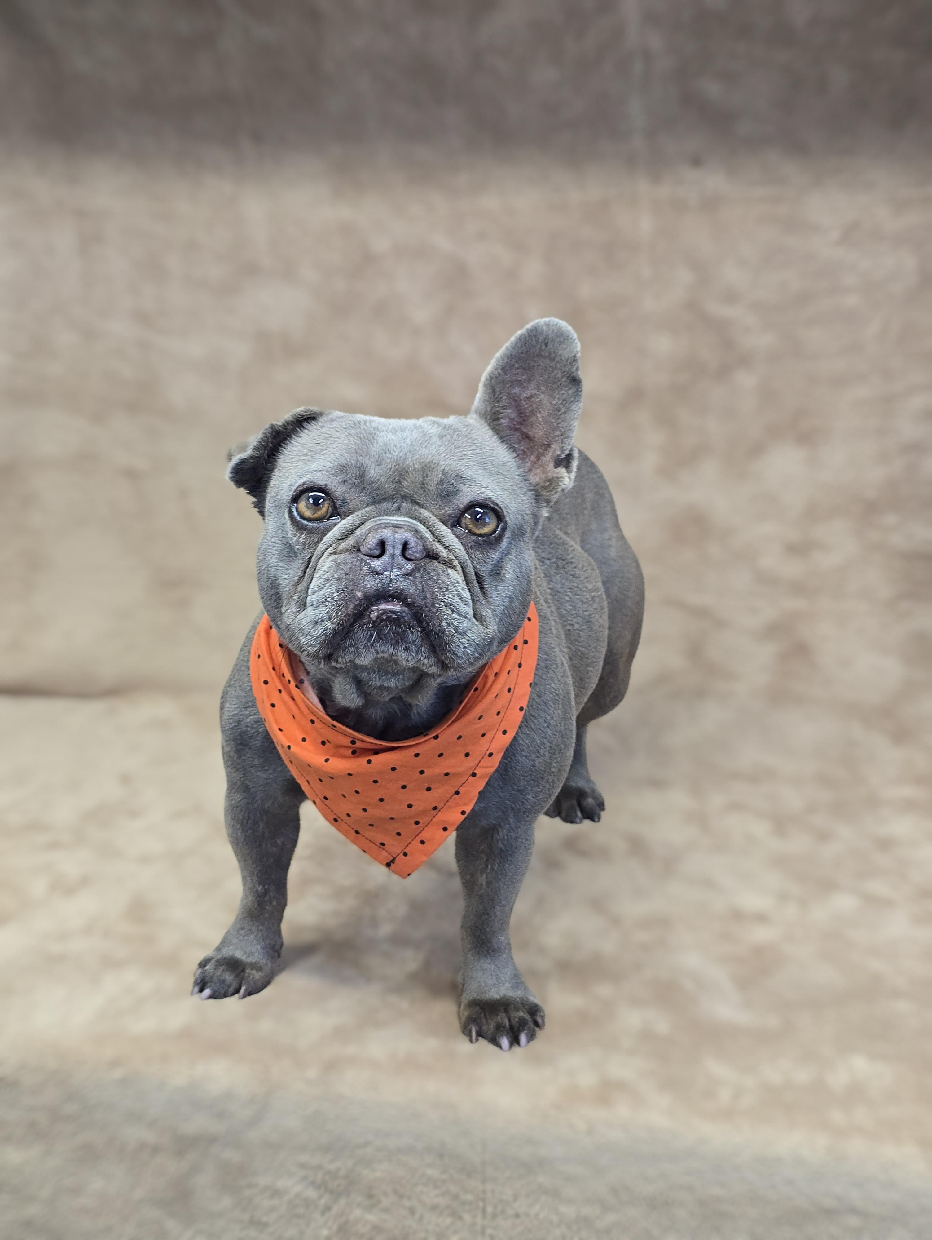 Dory, a Adoptable French Bulldog in San Pedro, CA image 6/6